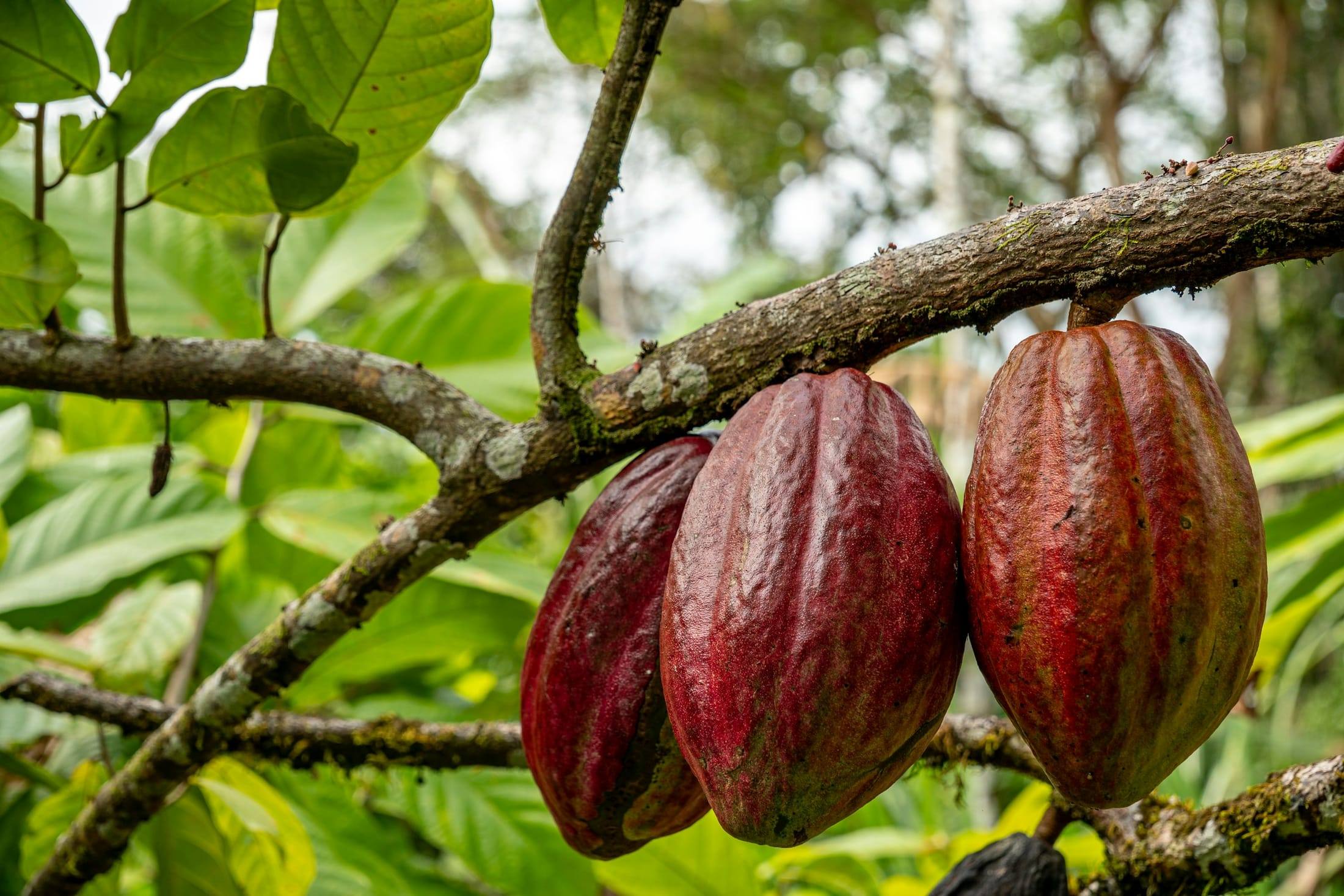 Ripe cacao pods growing on a tree
