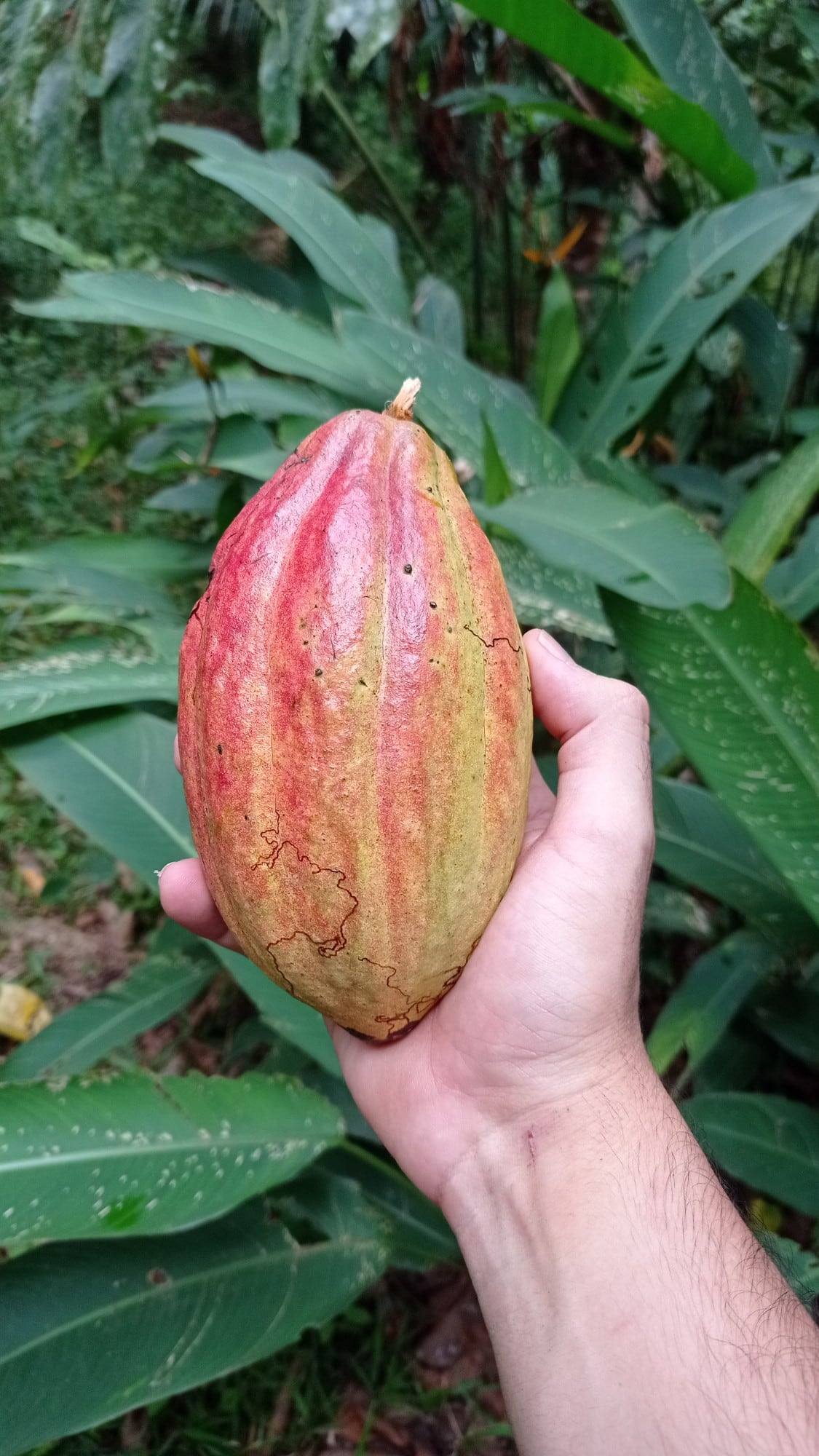 A freshly picked cacao pod held in hand, jungle leaves behind