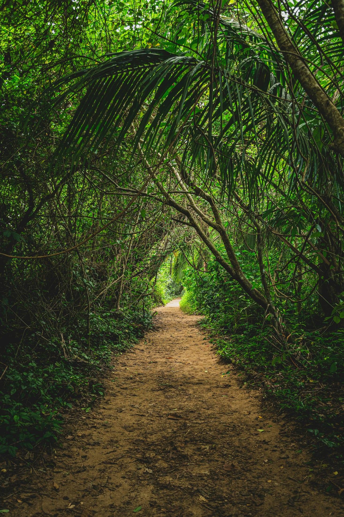 Jungle trail through Cahuita National Park
