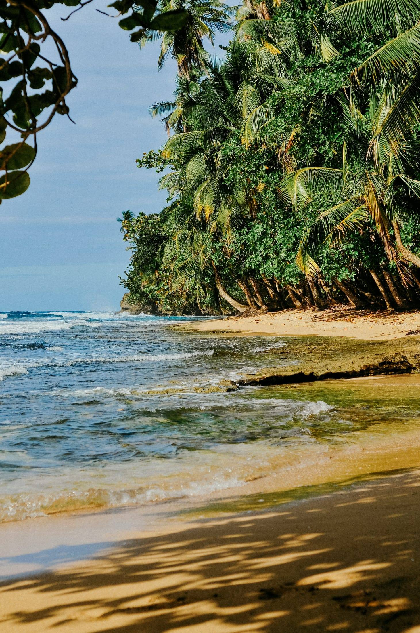 Palm trees leaning over the beach in Manzanillo, Limón